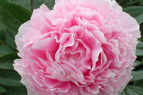 Piwonia chińska Sarah Bernhardt