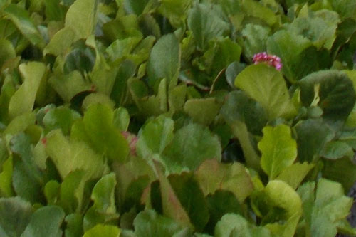 Bergenia sercolistna