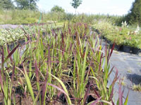 Imperata cylindryczna "Red Baron"