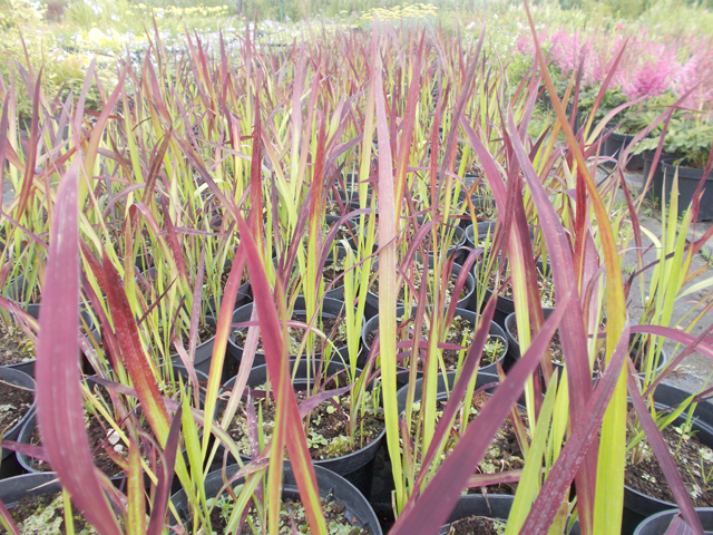 Imperata cylindryczna "Red Baron"