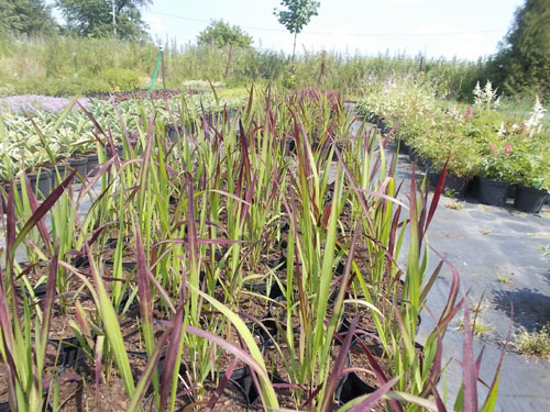 Imperata cylindryczna "Red Baron"