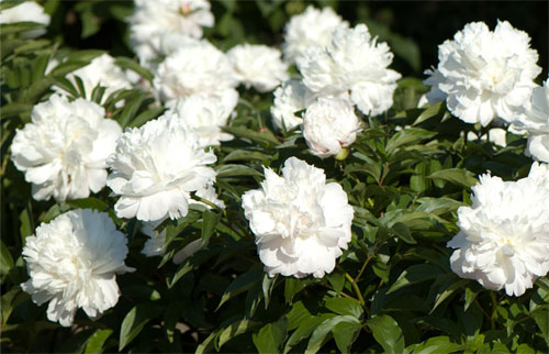 Piwonia chińska "Shirley Temple"