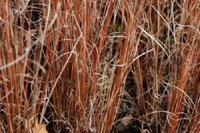 Turzyca Buchanana "Red Rooster"