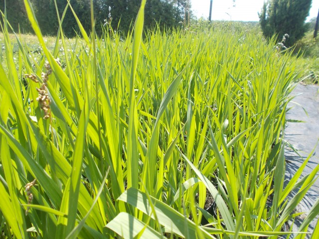 Produkcja i sprzedaż roślin. Szkółka roślin Niedrzwica Kościelna