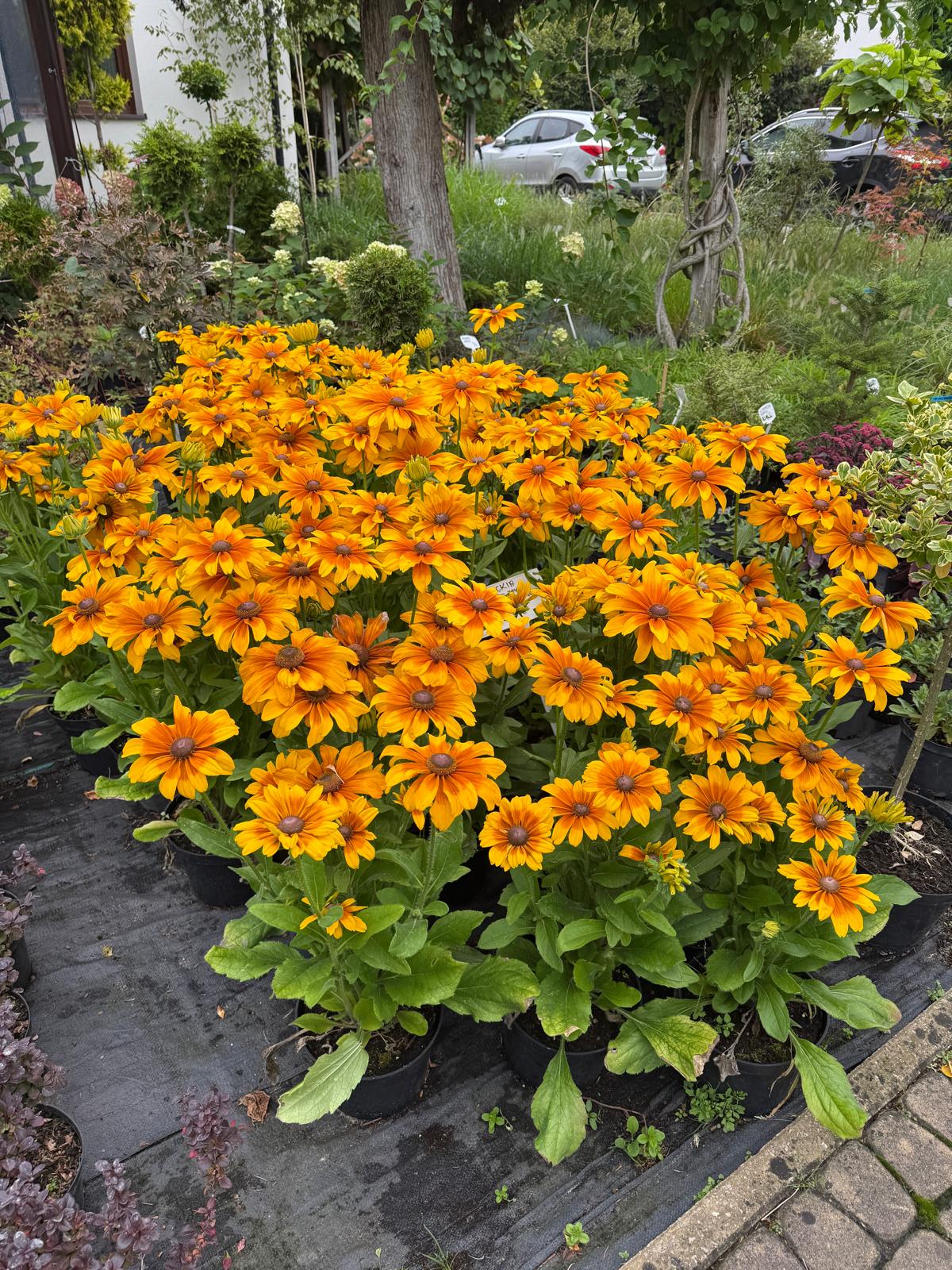 Produkcja i sprzedaż roślin. Szkółka roślin Niedrzwica Kościelna