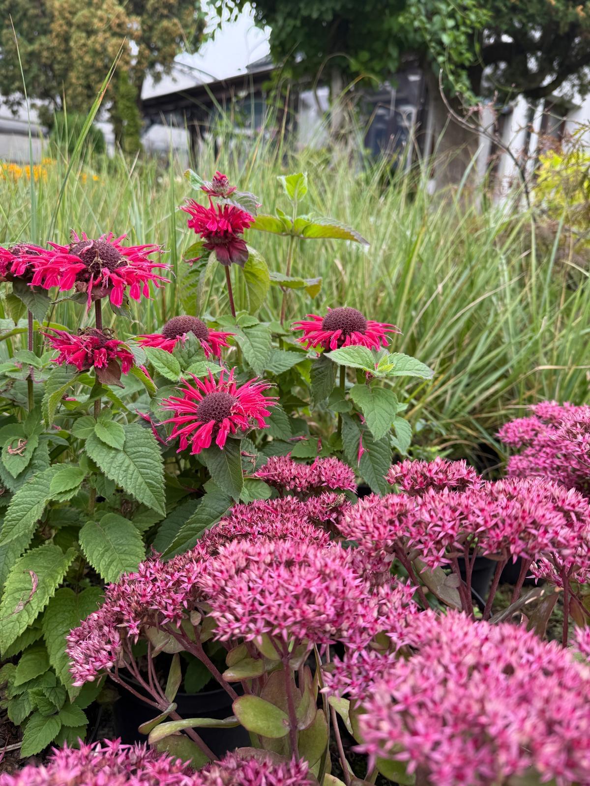 Produkcja i sprzedaż roślin. Szkółka roślin Niedrzwica Kościelna