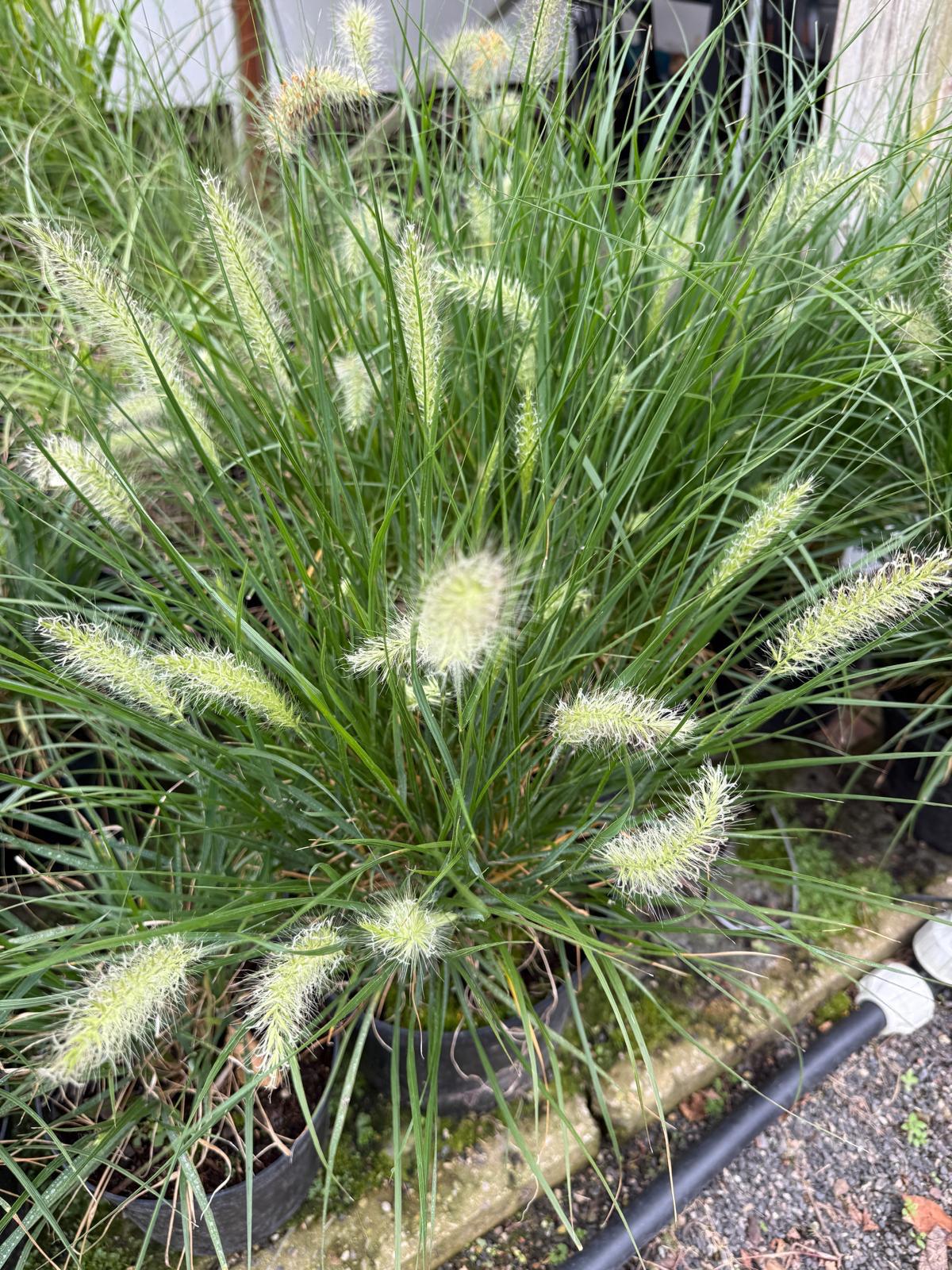 Produkcja i sprzedaż roślin. Szkółka roślin Niedrzwica Kościelna