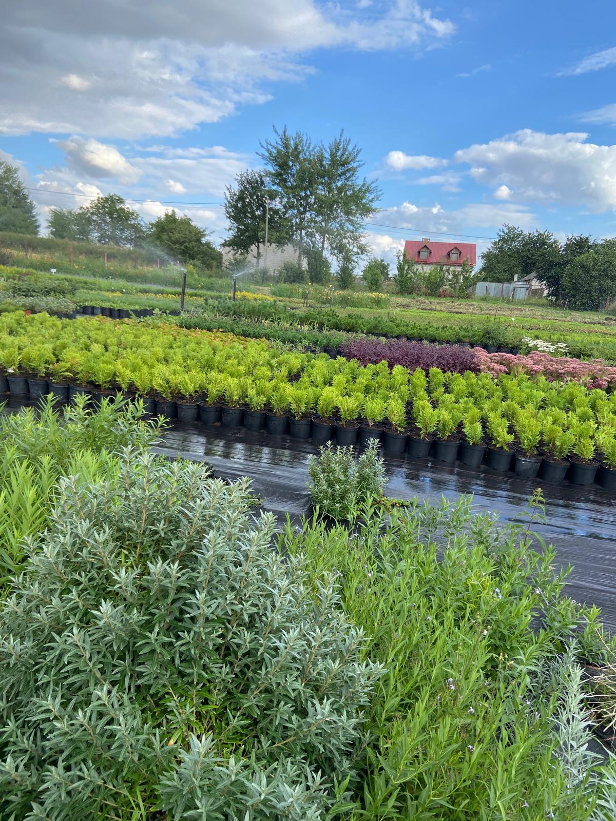 Produkcja i sprzedaż roślin. Szkółka roślin Niedrzwica Kościelna