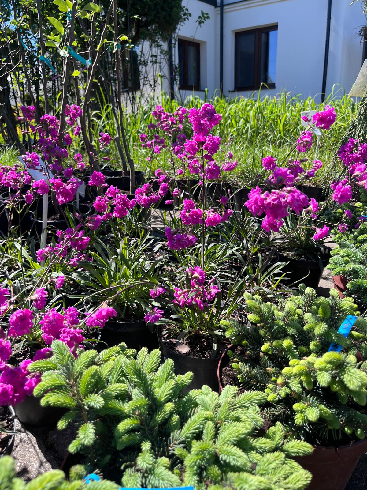 Produkcja i sprzedaż roślin. Szkółka roślin Niedrzwica Kościelna