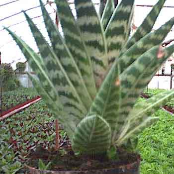 Aloes pstry