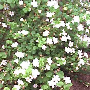 Bacopa