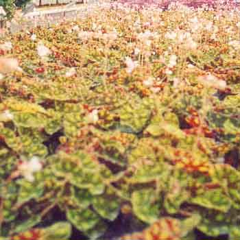 Begonia tygrysia