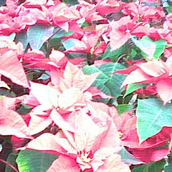 Gwiazda Betlejemska Poinsettia