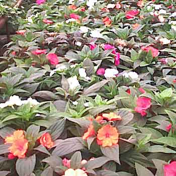 Impatiens nowogwinejski Niecierpek