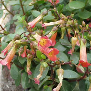 Kalanchoe