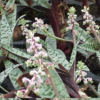 Ledeburia kępiasta Scilla fiołkowa