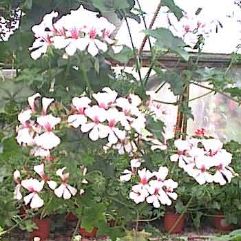 Pelargonia bluszczolistna biała