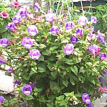 Torenia