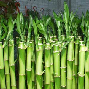 Lucky Bamboo