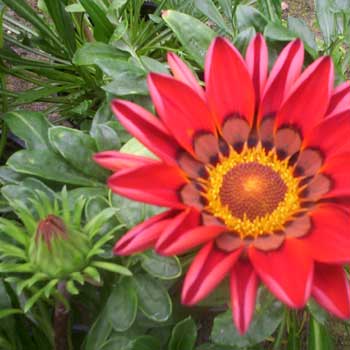 Gazania lśniąca