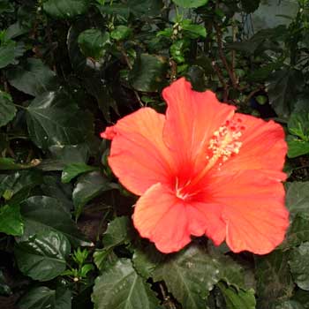 Hibiskus, Róża chińska, Ketmia