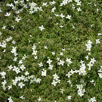 Houstonia błękitna