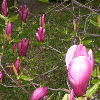 Magnolia purpurowa 'Nigra'