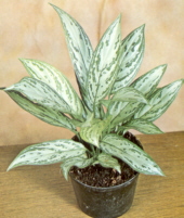 Aglaonema zmienna