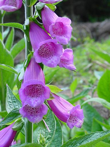 Naparstnica Purpurowa