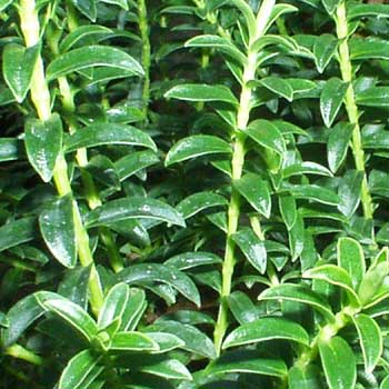 Hebe buxifolia