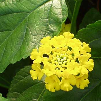 Lantana