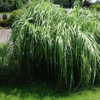 Miscanthus sinensis