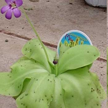 Pinguicula