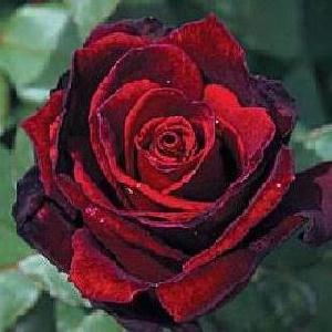 Róża "Barkarole"
