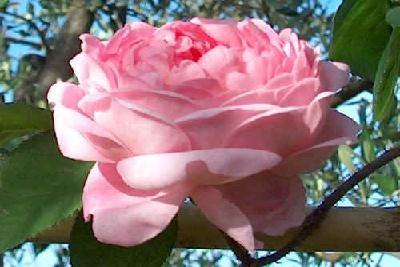 Róża  "Constance Spry"