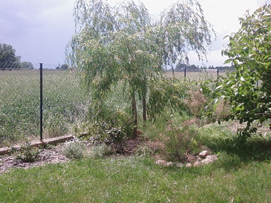 Ogród Anki