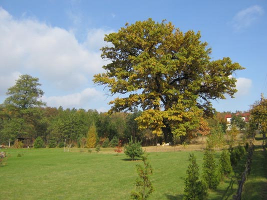 Ogród Korneli i Bernarda