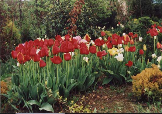 Ogród Szarlotki