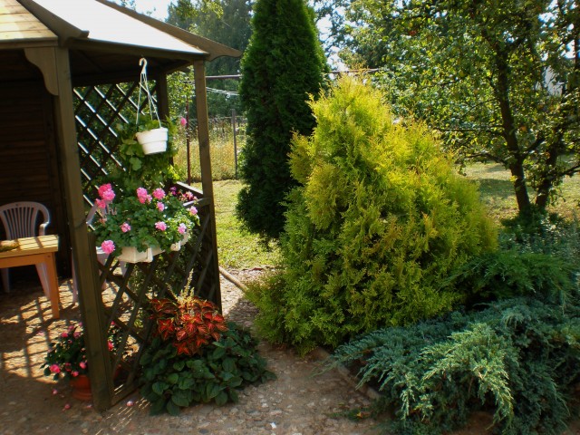 Ogród Violi